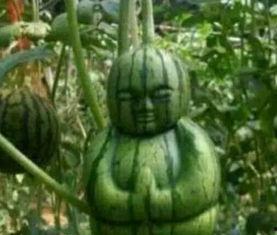 内蒙吃瓜网红事件真相,真相与反思